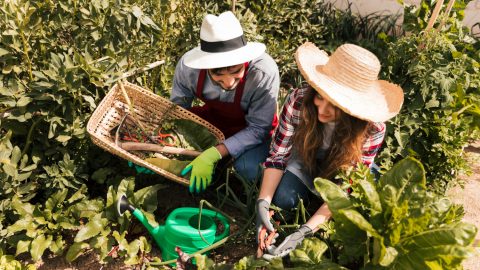 Kóser kertészkedést oktatnak a szegedi egyetemen