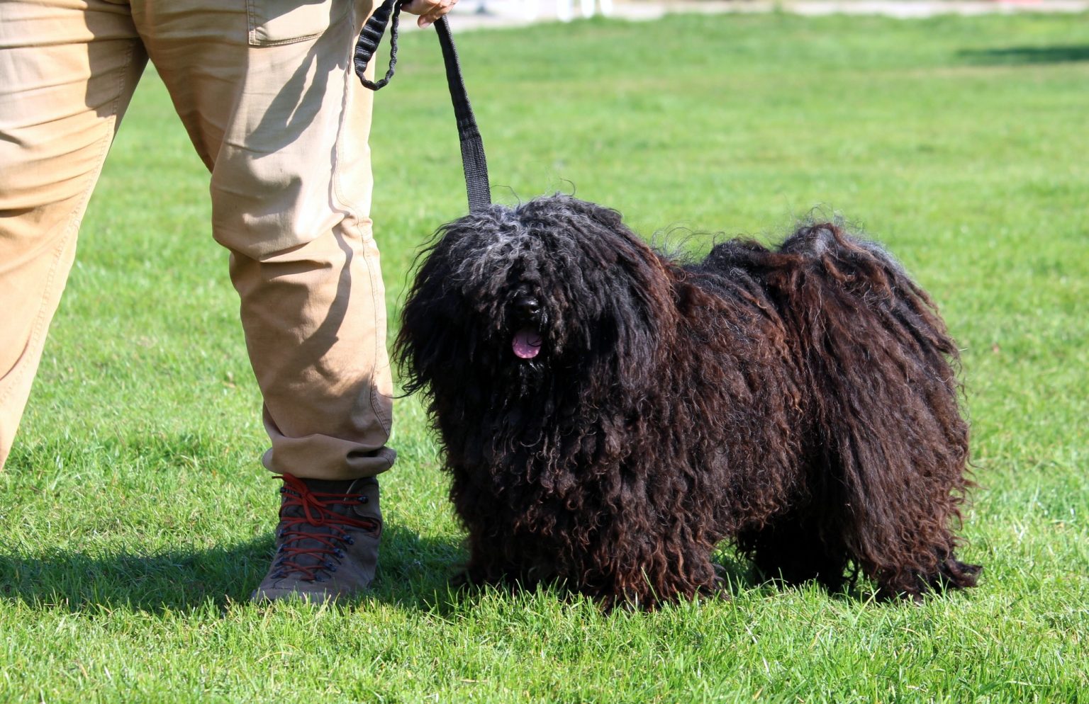 A puli, aki több mint egy kutya | Sokszínű vidék