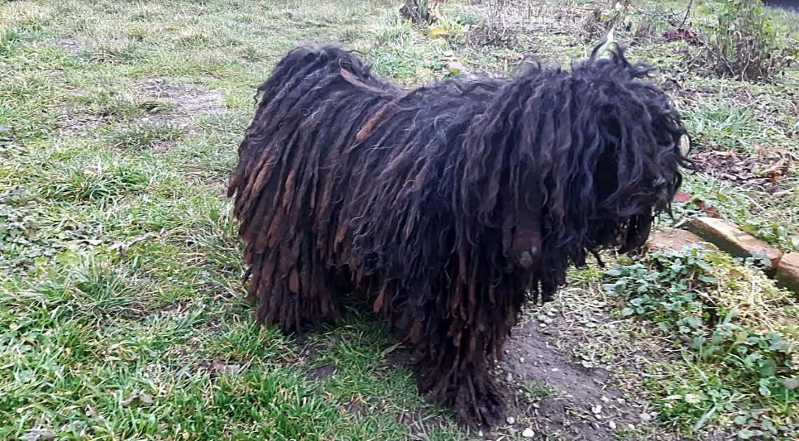 A puli, aki több mint egy kutya | Sokszínű vidék