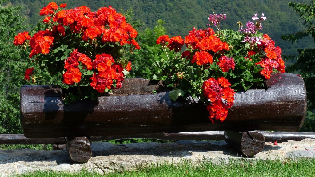 7 tips for preserving dried geraniums