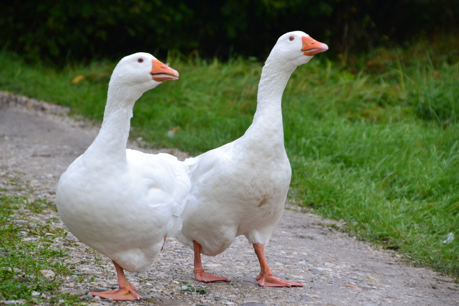 Mennyei libamájat ígérnek Márton napra 1