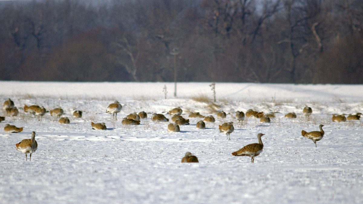 Szél Antal István/Körös-Maros Nemzeti Park