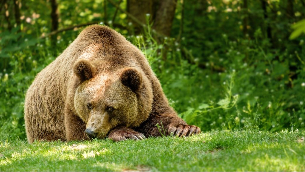 Szlovákiában kilőtték az emberekre támadó medvét