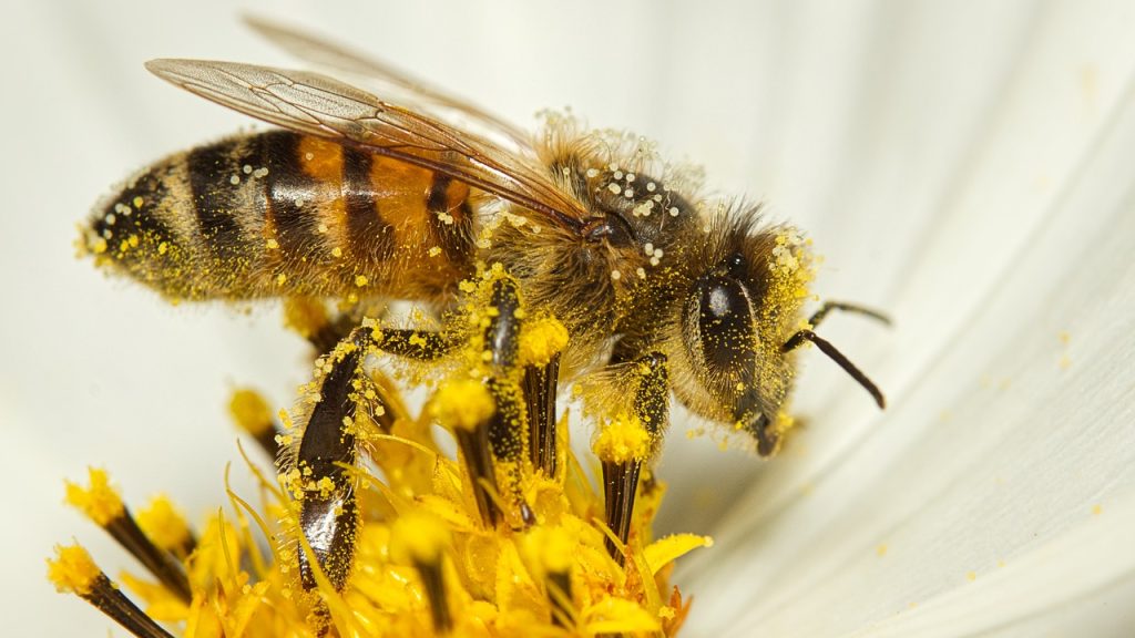 Mit tehetünk, ha méhraj tűnik fel a kertben?