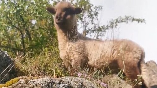 Cumis bárányt mentettek a Pécskő-szikla tetejéről