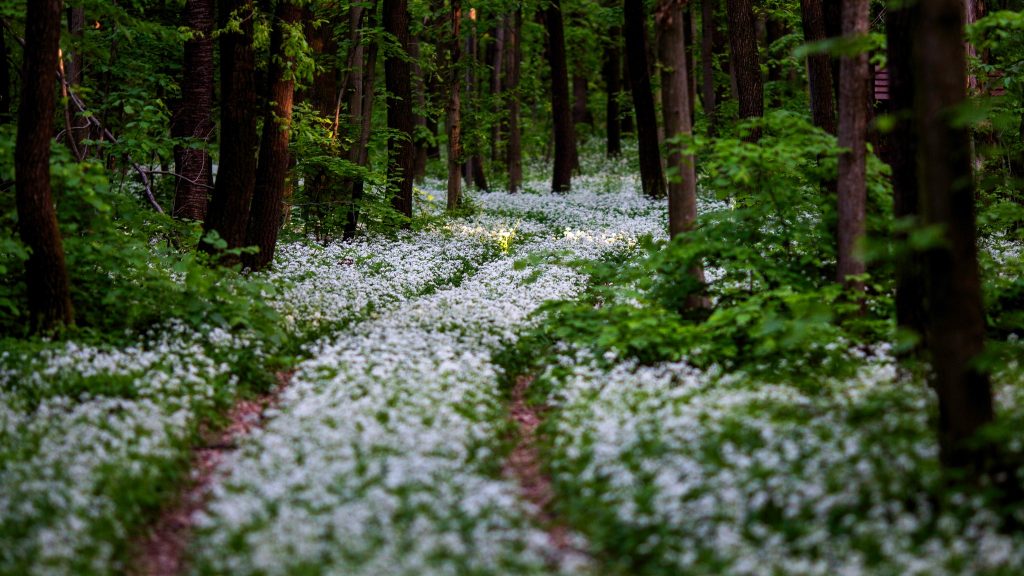 Milliónyi medvehagyma virágzik a Vértesben