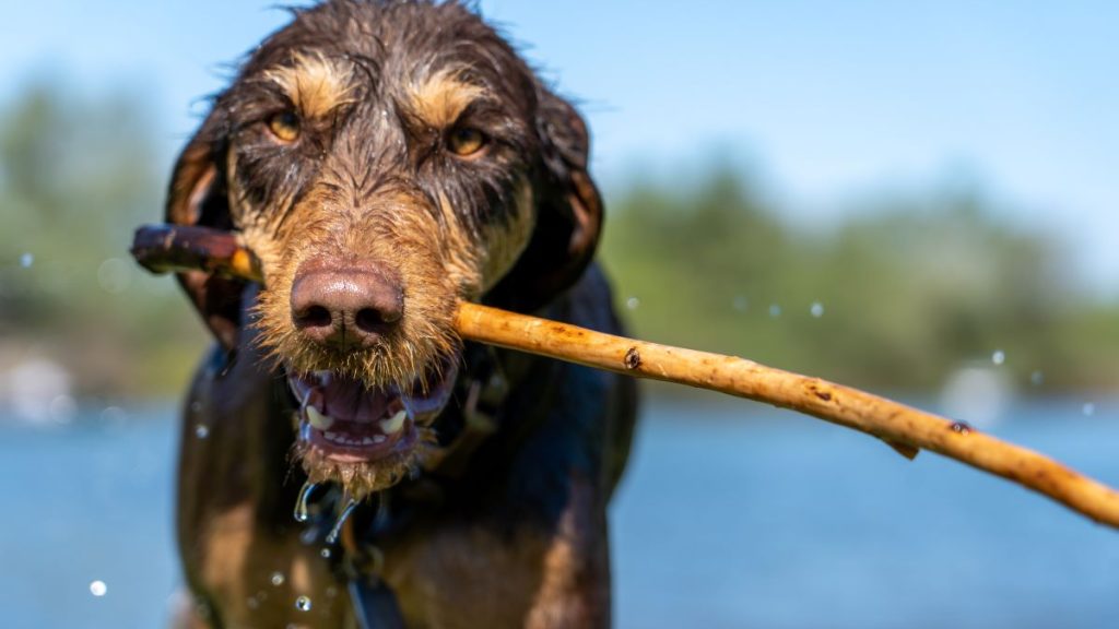 Kutyabarát programokkal csábítanak a Tisza-tóhoz