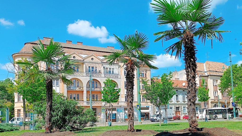 Fagytűrő pálmákat ültetettek egy térre Szegeden