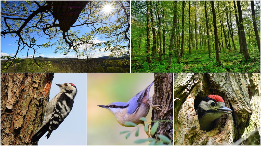“Évente egy nap szenteltessék a madarak és fák védelmében”