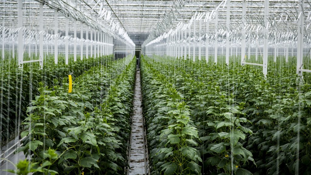 Hathektáros üvegházban termesztenek kígyóuborkát Ácson