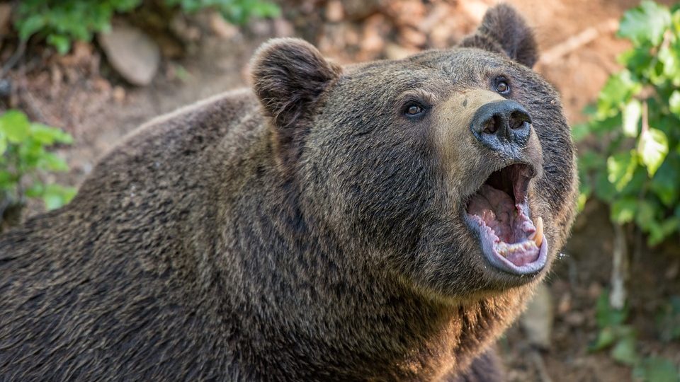 Medve támadt gombaszedőre egy szlovák erdőben