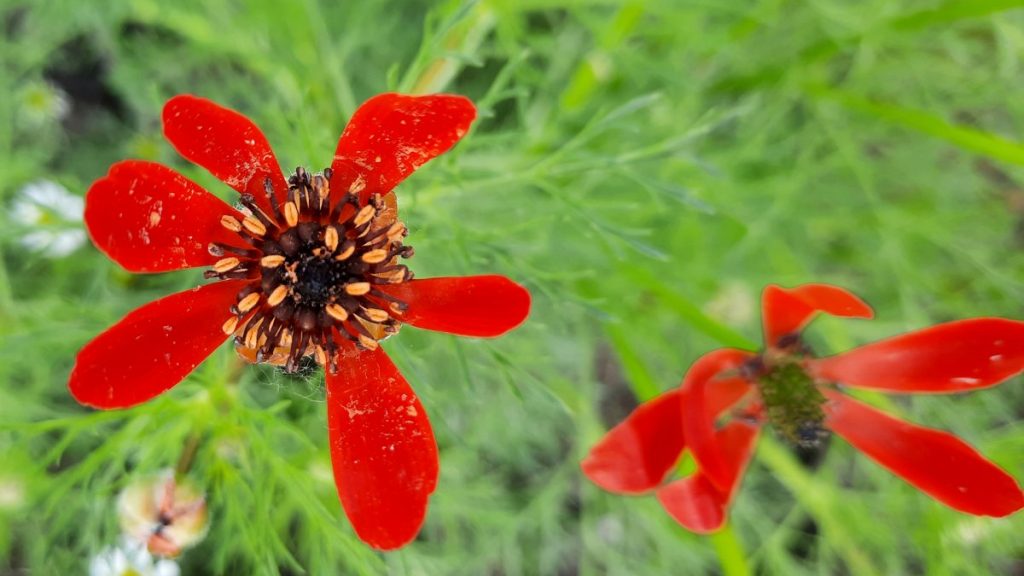 Lángszínű gyomnövények virítanak a Kardoskúti-pusztán