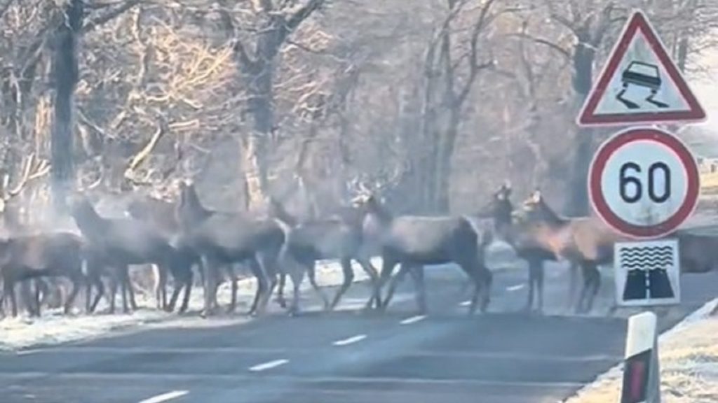 Népes szarvasrudli rohant át az úton Zalalövőnél