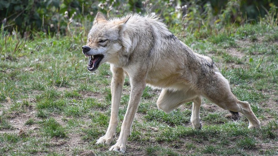 Lelőtték a svéd vadászra támadó farkast