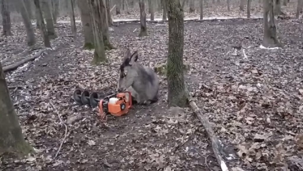 Videó: így néz ki a gímszarvas és a földfúró szerelme