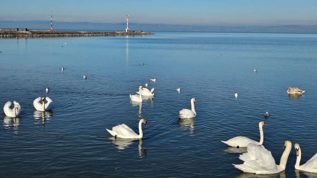 Téli káprázat: hófehér hattyúcsapat az égszínkék Balatonon