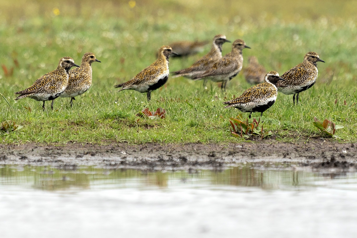 Ilyen káprázatosak a nászruhát öltött aranylilék 1