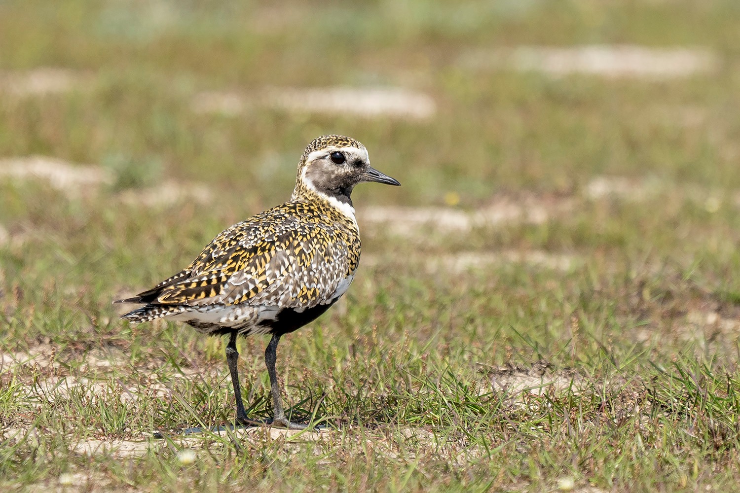 Ilyen káprázatosak a nászruhát öltött aranylilék 2