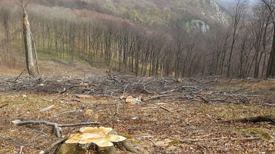 Veszélyben az erdők: bővítenék a tarvágás lehetőségeit természetes erdeinkben