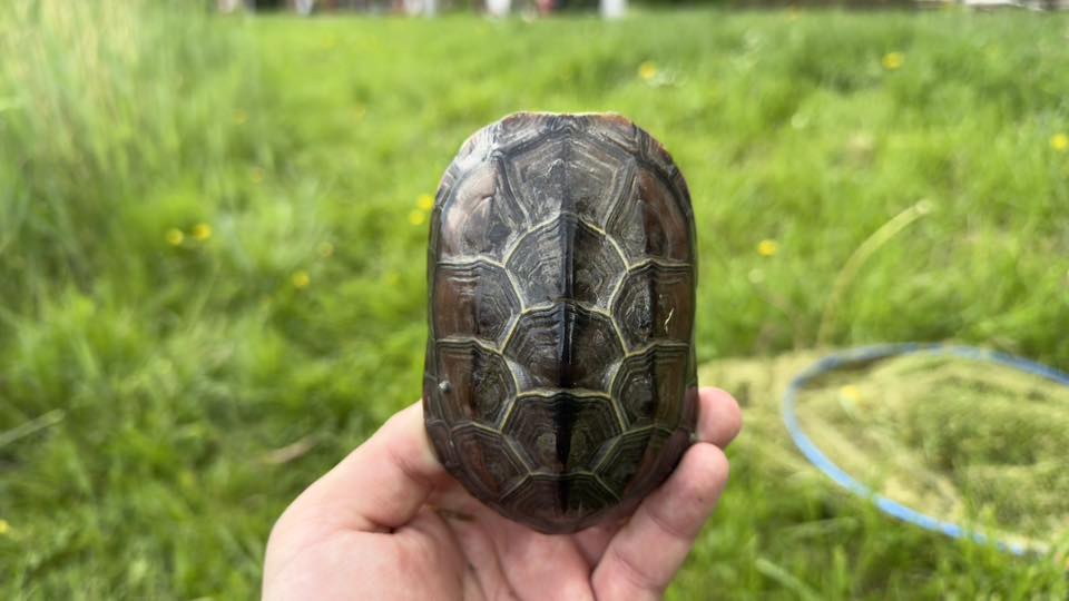 Újabb invazív teknősfaj került elő, ismét Tatabányán 1