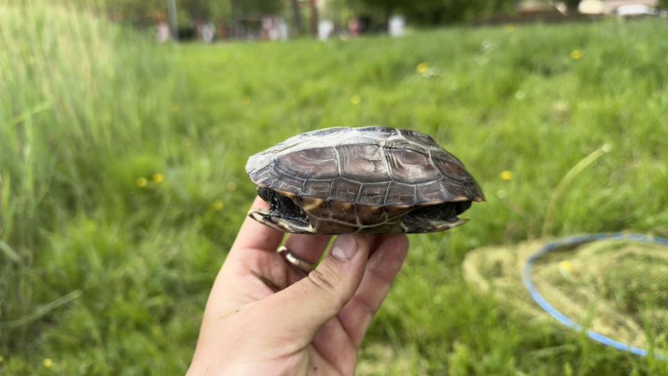 Újabb invazív teknősfaj került elő, ismét Tatabányán 2