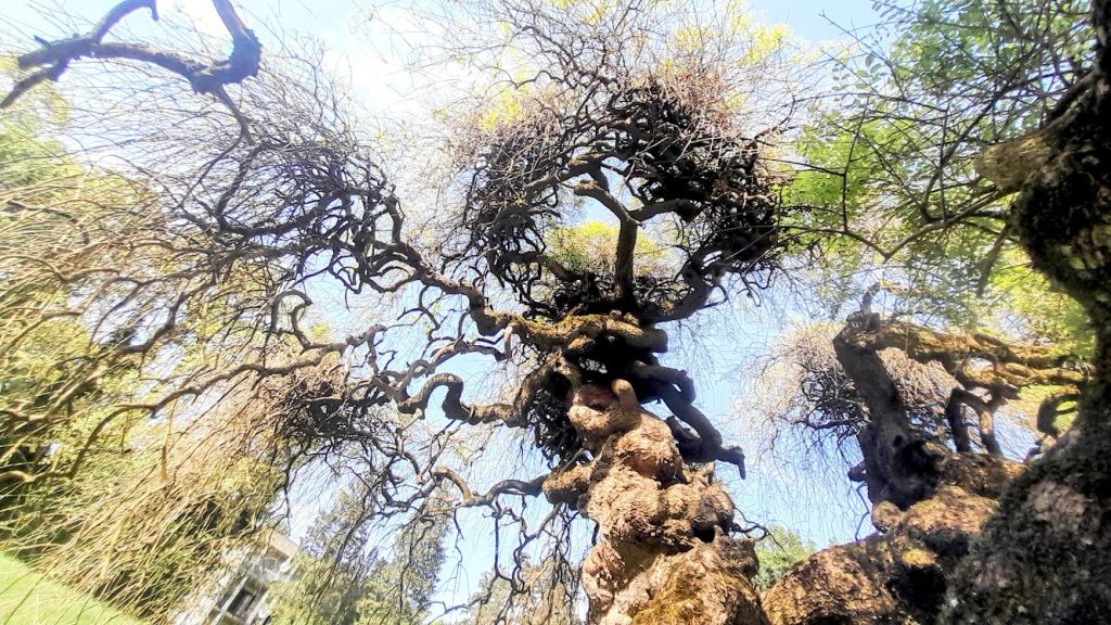 Matuzsálemi korú „ázsiai szépség” a somogyvári kastélypark dísze