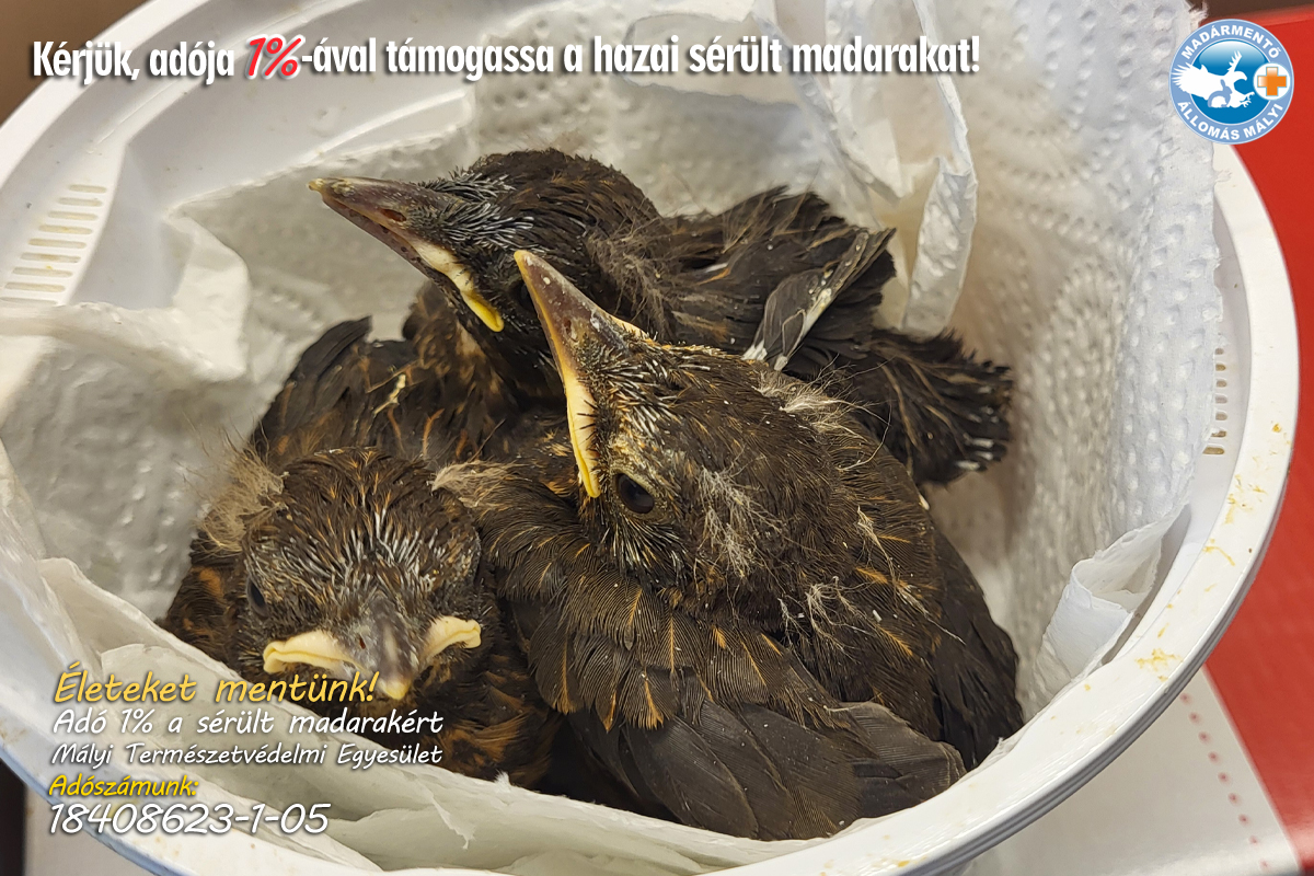 20 ezernél több állatot mentettek meg 12 év alatt Mályiban 2