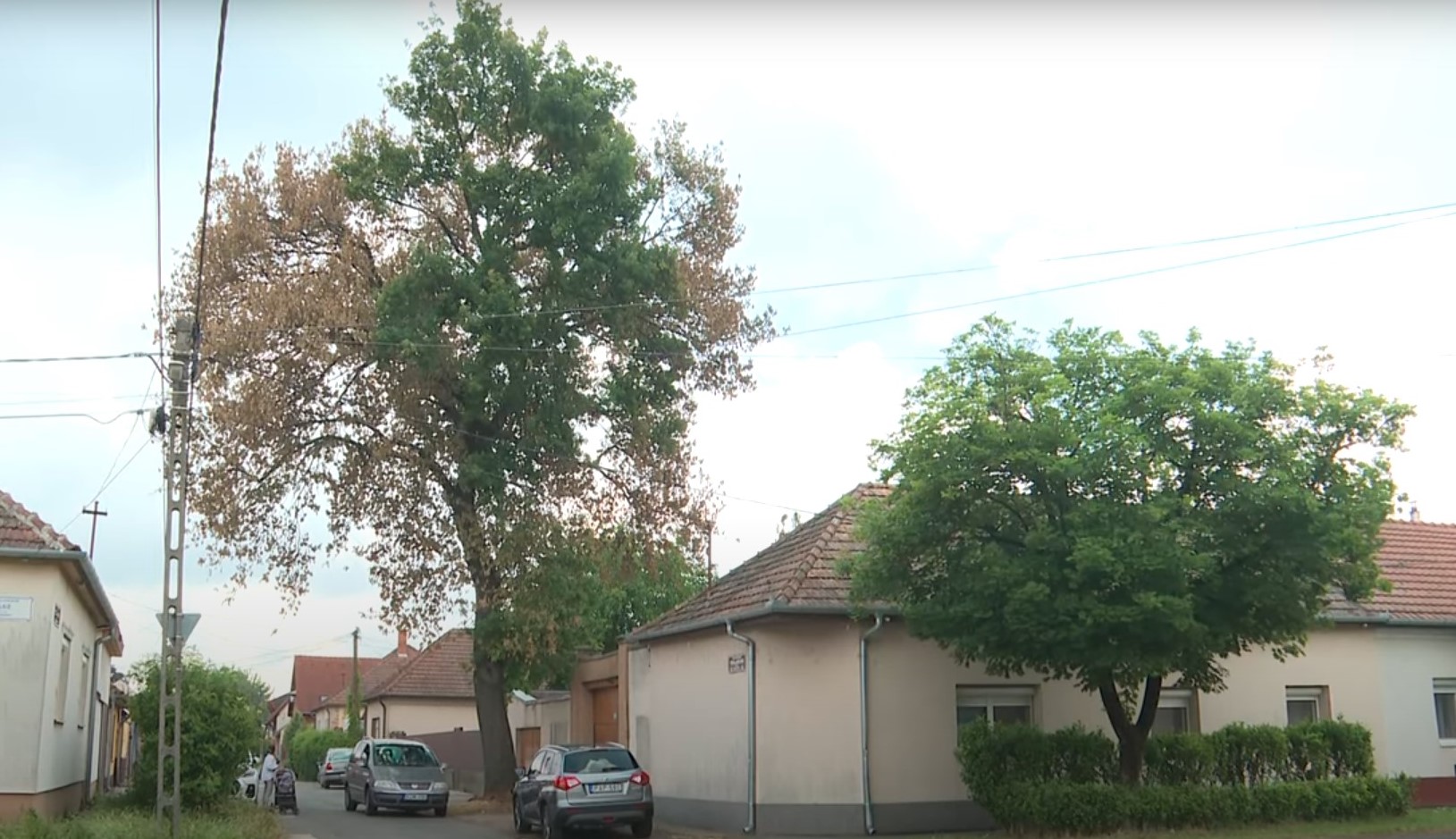 Mérget fecskendeztek egy 100 éves tölgyfába Kecskeméten 1