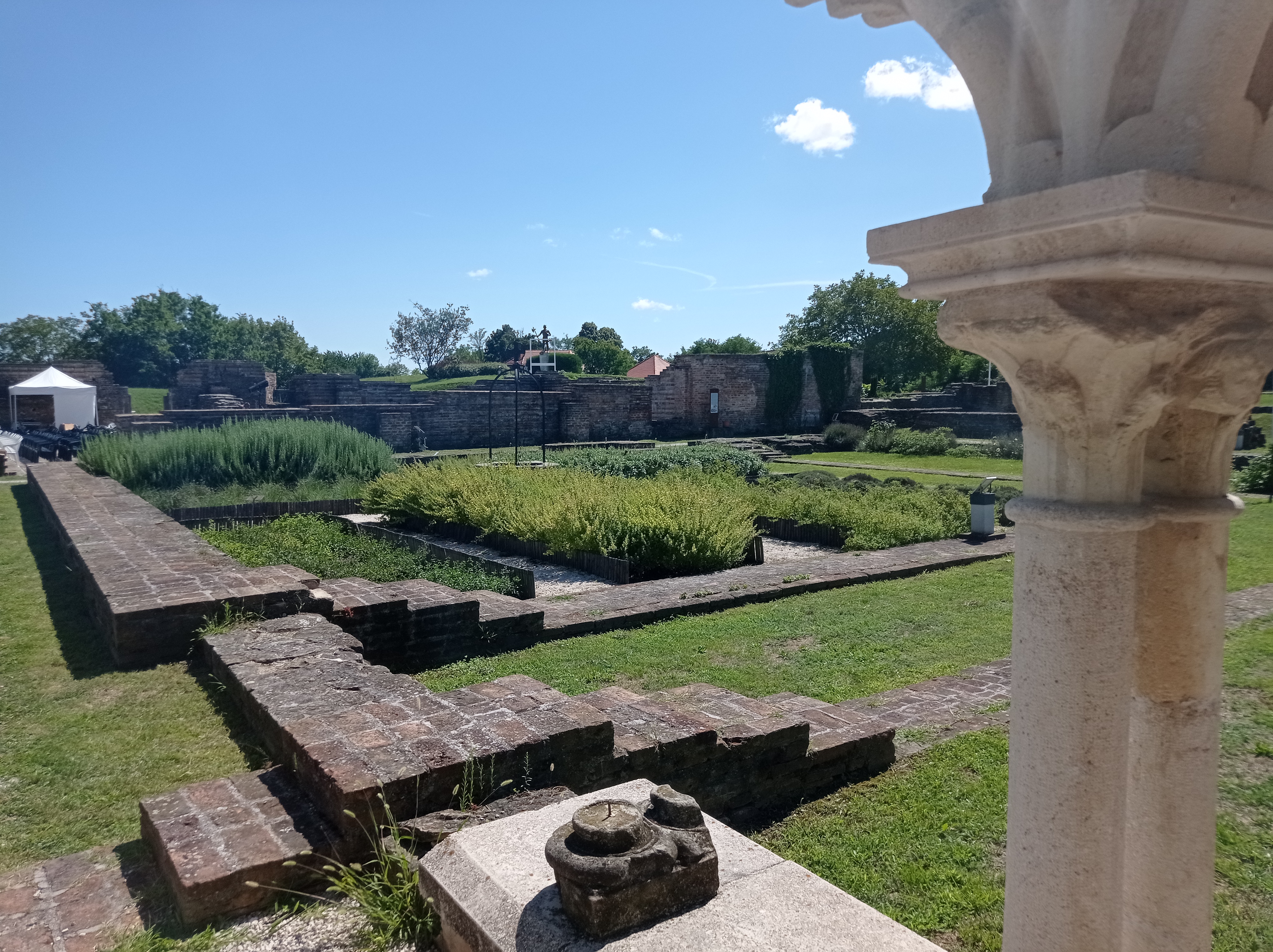 Matuzsálemi korú „ázsiai szépség” a somogyvári kastélypark dísze 2