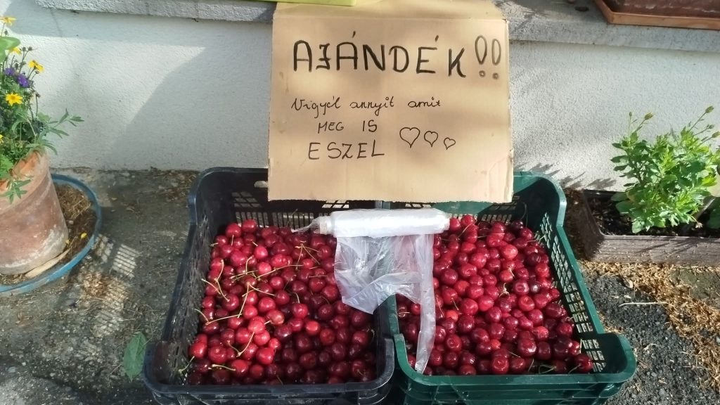 Kőszegen ingyen adják a cseresznyét