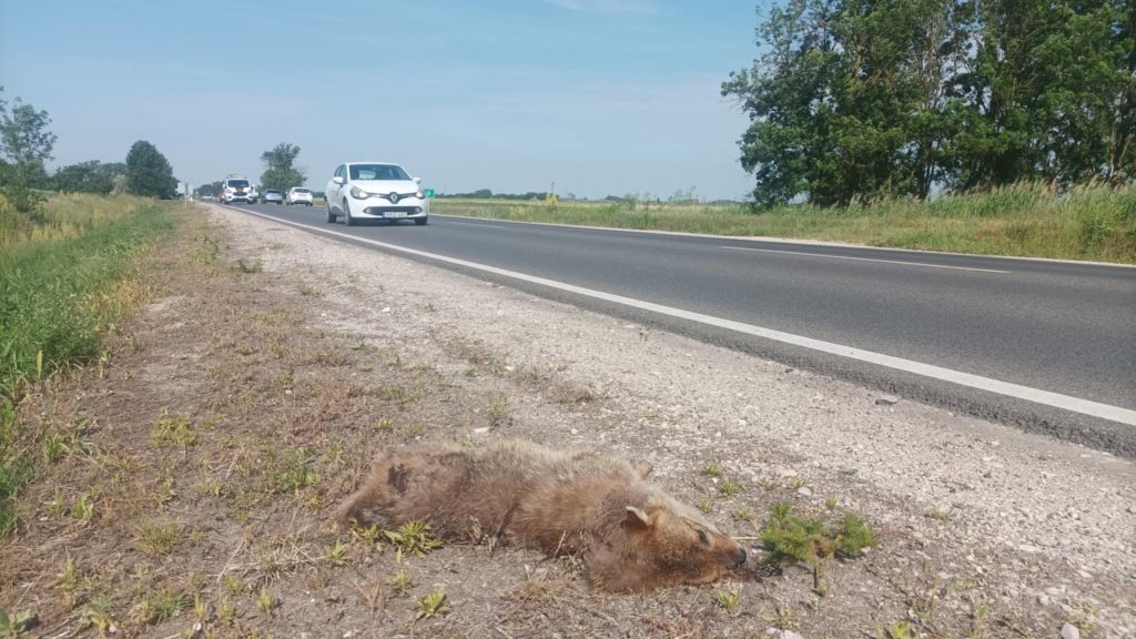 Újabb aranysakált gázoltak halálra Szeged közelében