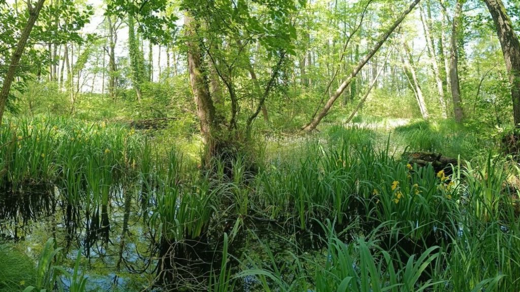 Szenzáció a Balaton-felvidéken: új láperdőt fedeztek fel