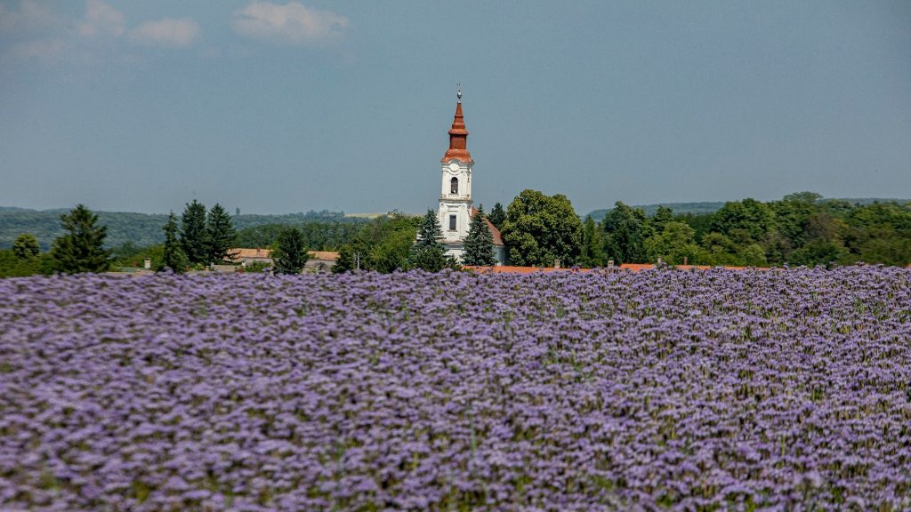 Mézontófűben fürdik a Balaton-felvidéki falu határa