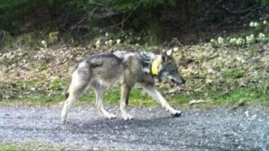 Megdöbbentő fordulat a kilőtt svájci farkas ügyében