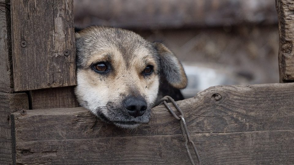 Szigorúbb büntetés az állatkínzóknak – új törvényt fogadott el az Országgyűlés