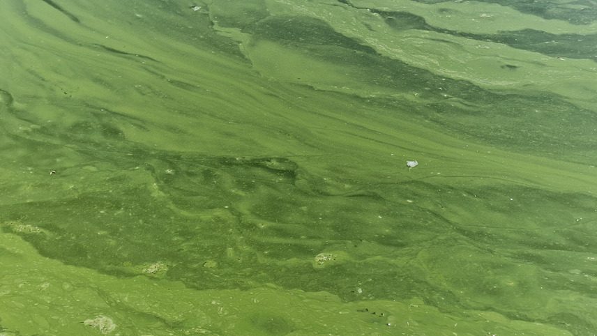 Több helyen olyan a Balaton vize, mint a zöld spenótleves