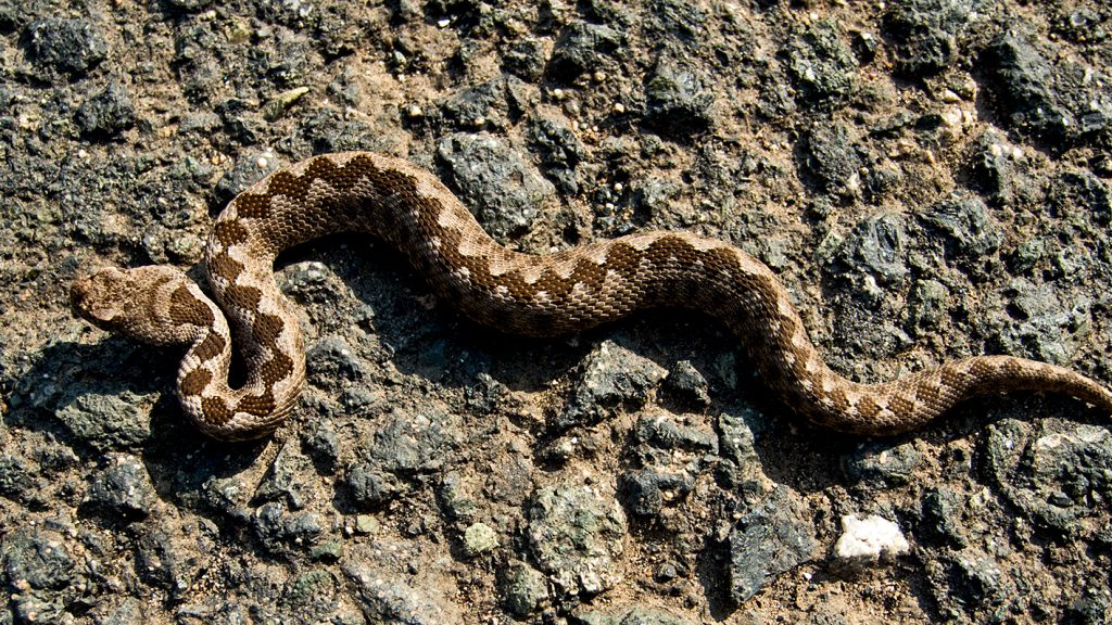 Homoki vipera végzett egy nővel Szlovéniában