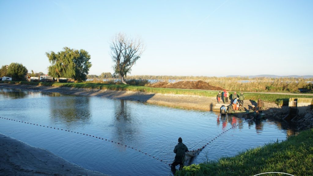 Kritikus a helyzet a Balatonnál, elkezdik a lehalászást