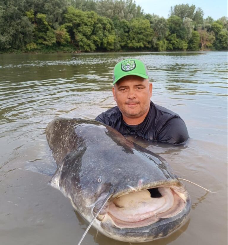 Egy órán belül két gigaharcsát fogott a tiszai horgász 1