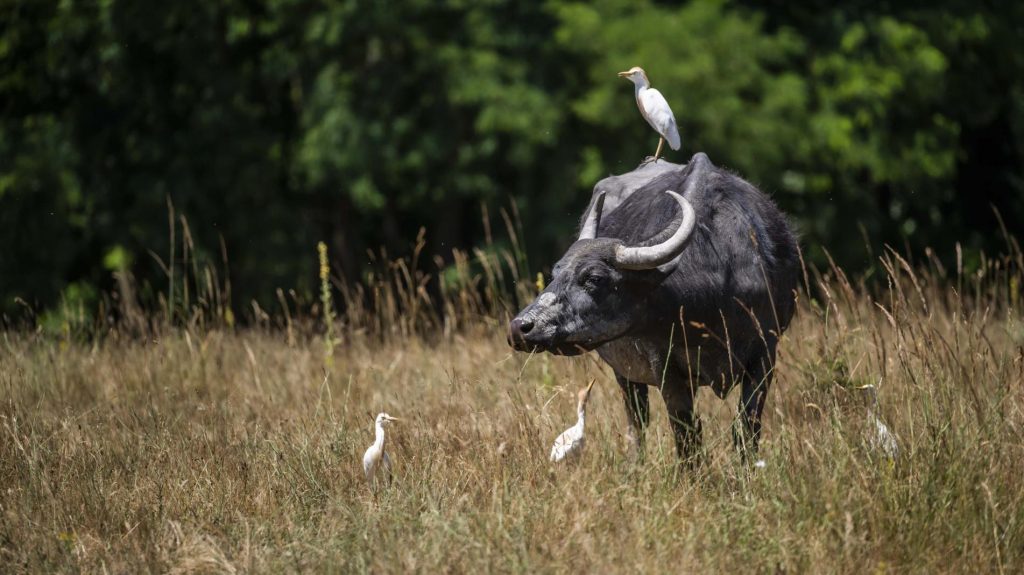 Magyar bivalyok őrzik a természetet a Kis-Balatonon