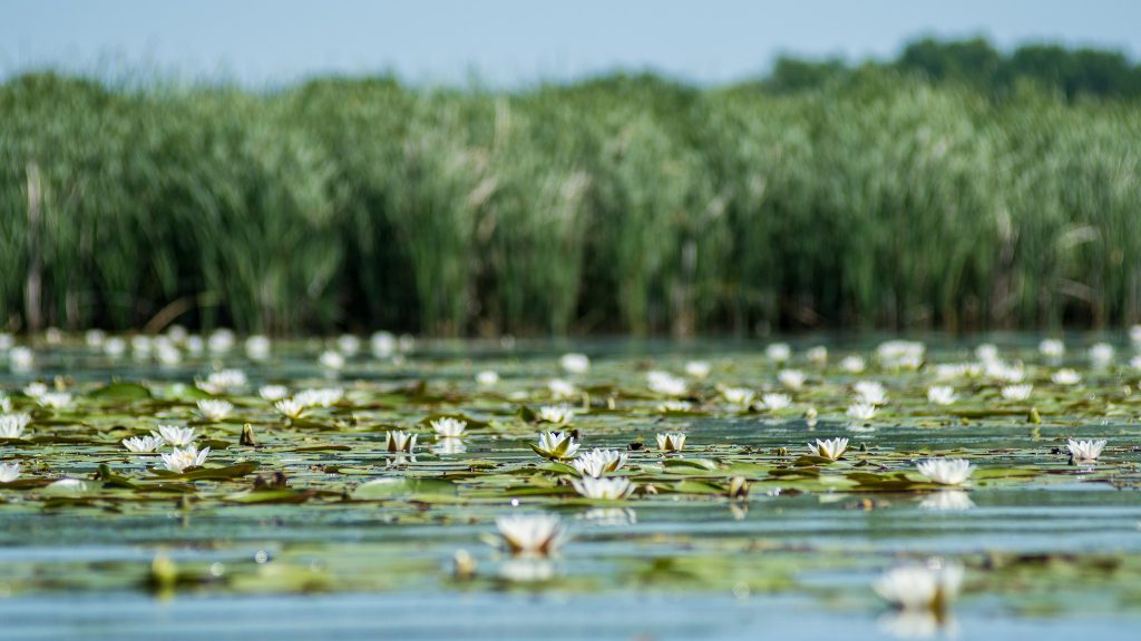 Íme 7 kihagyhatatlan látnivaló a Tisza-tó fővárosában