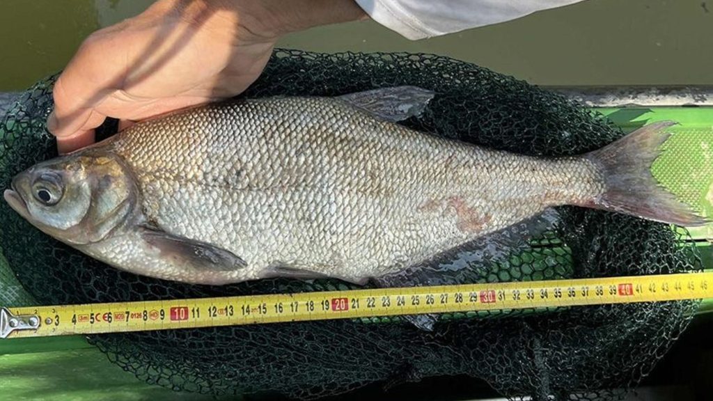 Rekord méretű laposkeszeget fogott az ismert halkutató