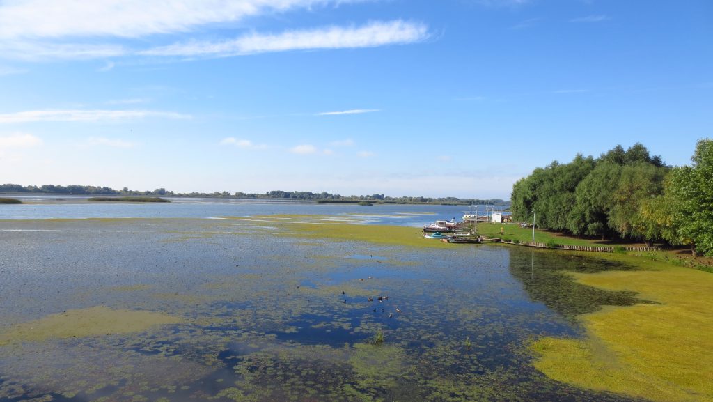 Sulyom-vészhelyzet: önkéntes kaszálókat toboroznak a Tisza-tónál