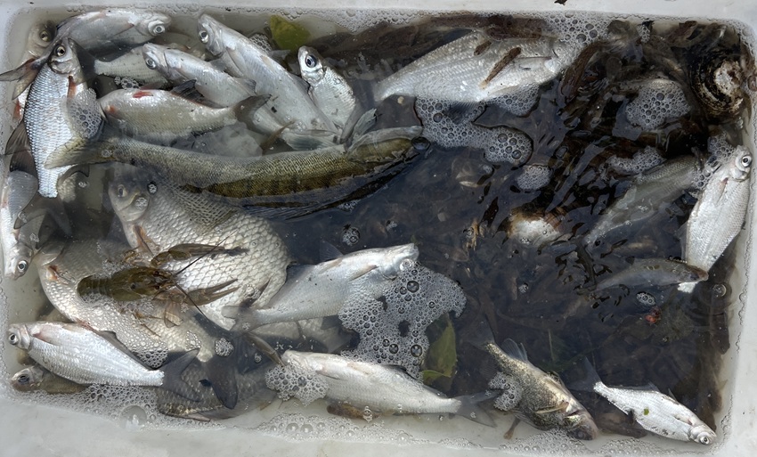 Rekord méretű laposkeszeget fogott az ismert halkutató 1
