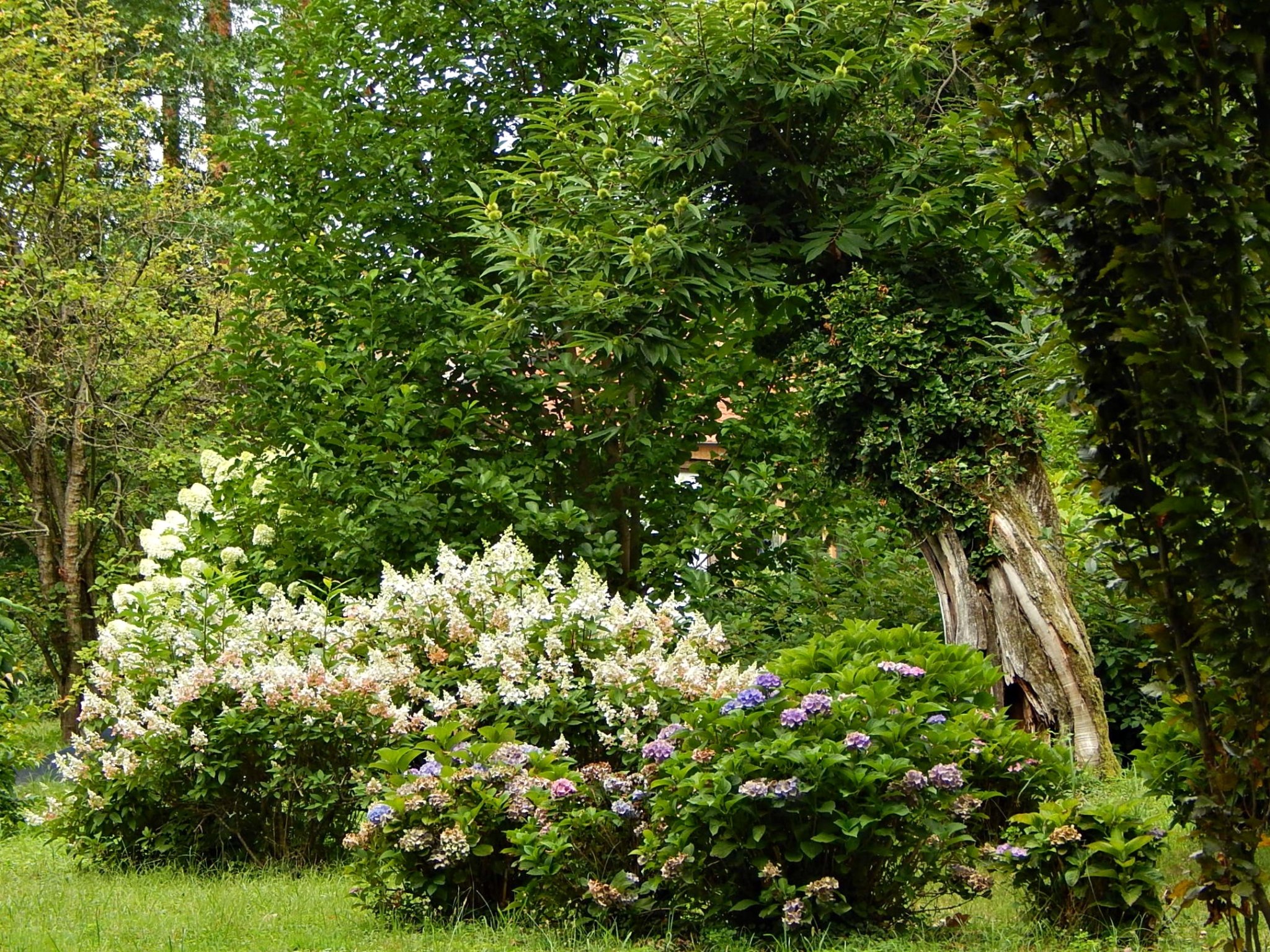 Vörös virágokkal hódít az ország egyik legidősebb trombitafolyondárja 1