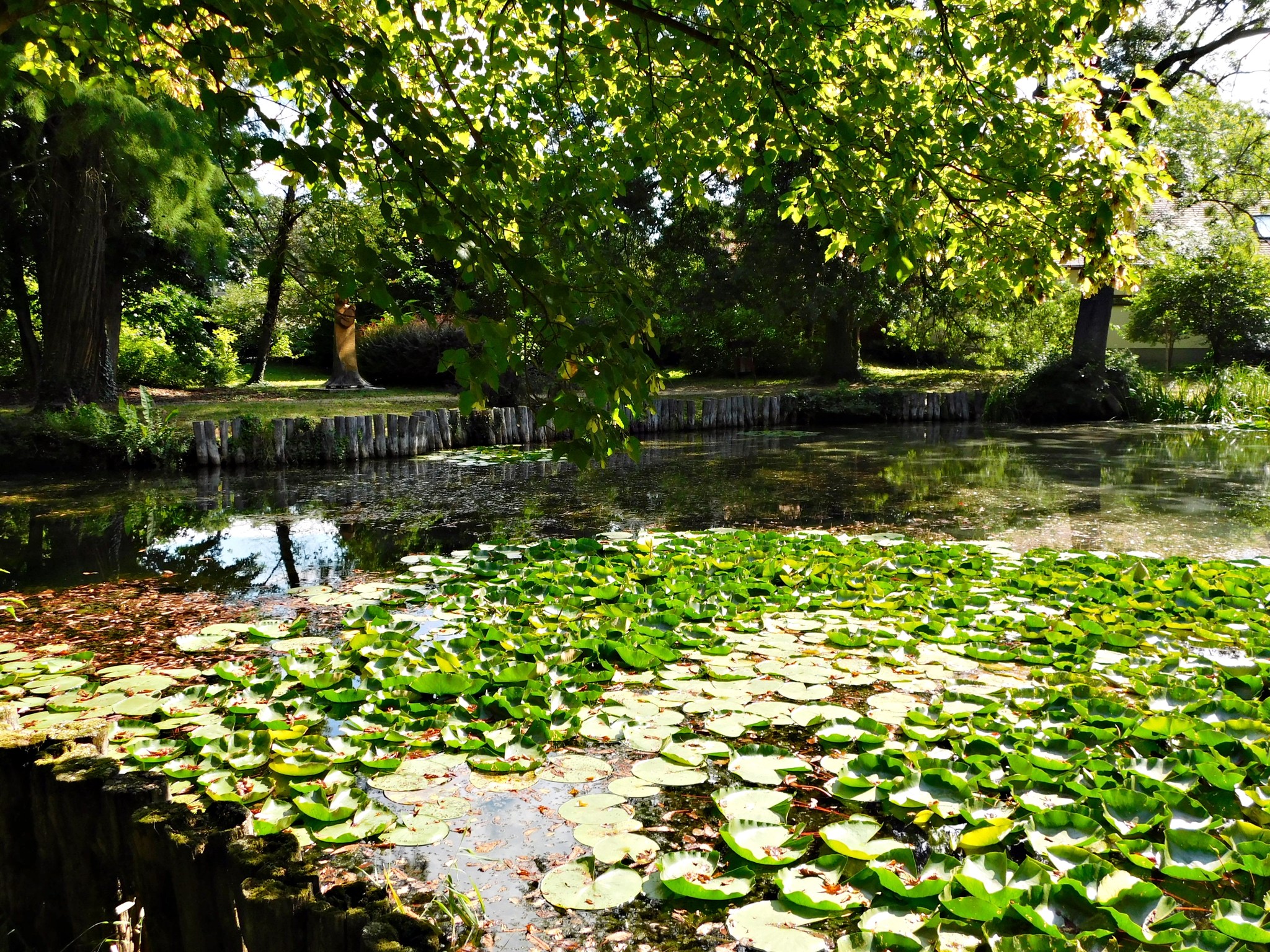 Vörös virágokkal hódít az ország egyik legidősebb trombitafolyondárja 2