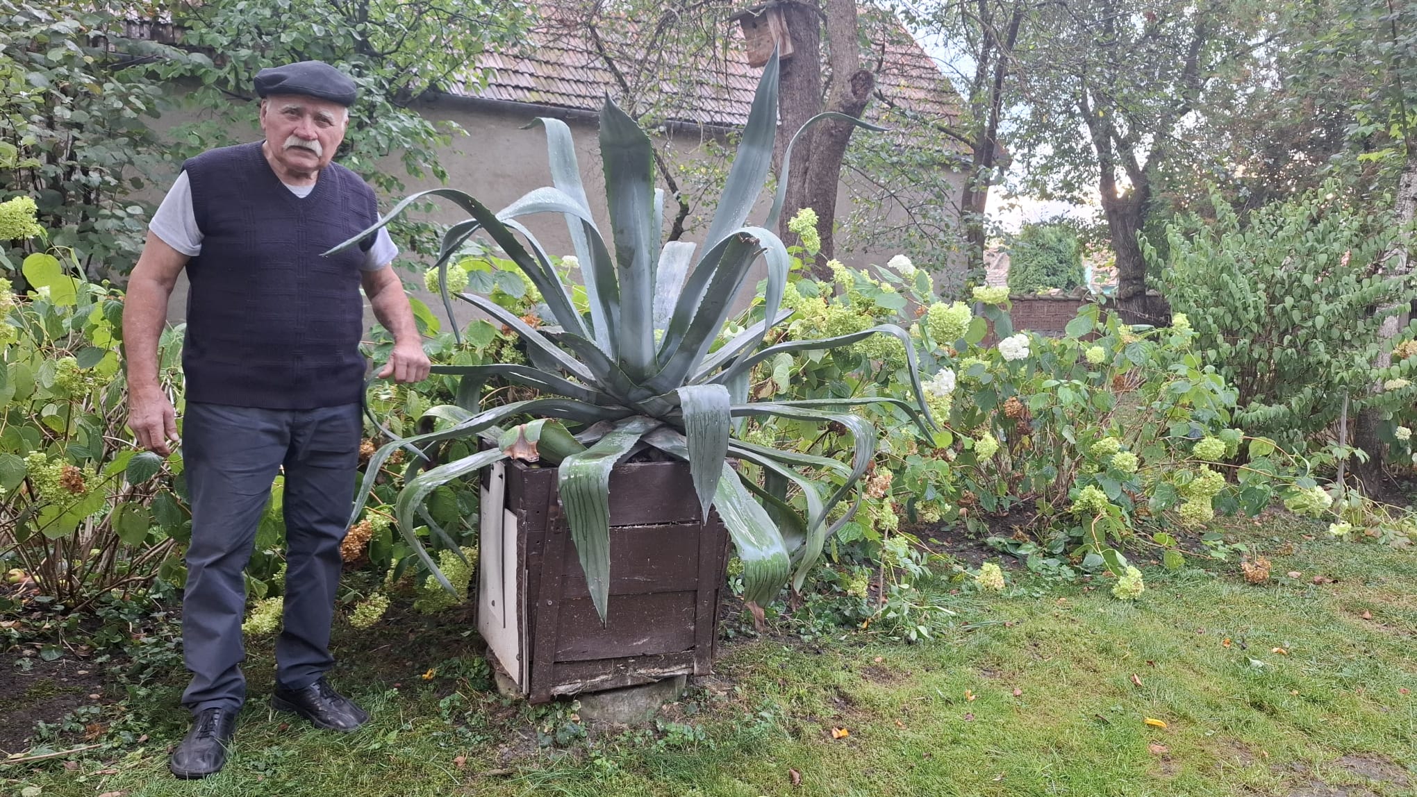 Új otthont keres 51 éves agávéjának a székelyföldi lelkész 1