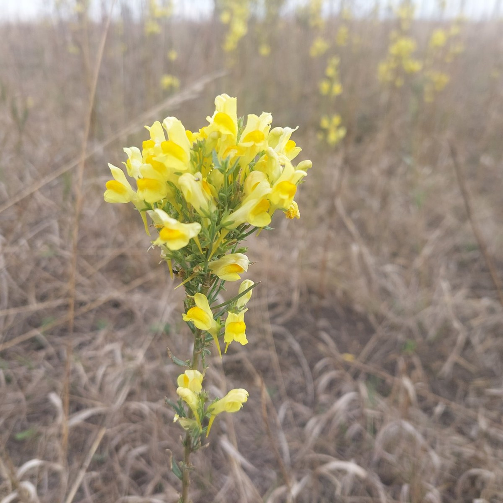 Üde színfoltra bukkantak a kiszáradt alföldi ősgyepen 1
