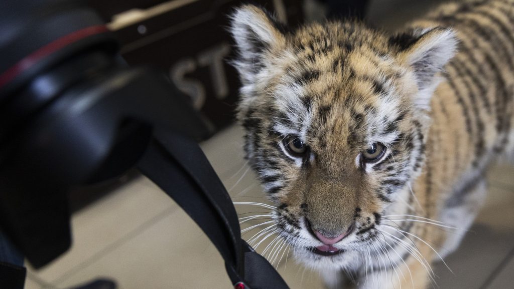 2025-ben magyaros vírusként hódította meg a netet a jegesmedve, a kistigris és egy gólyapár története 3