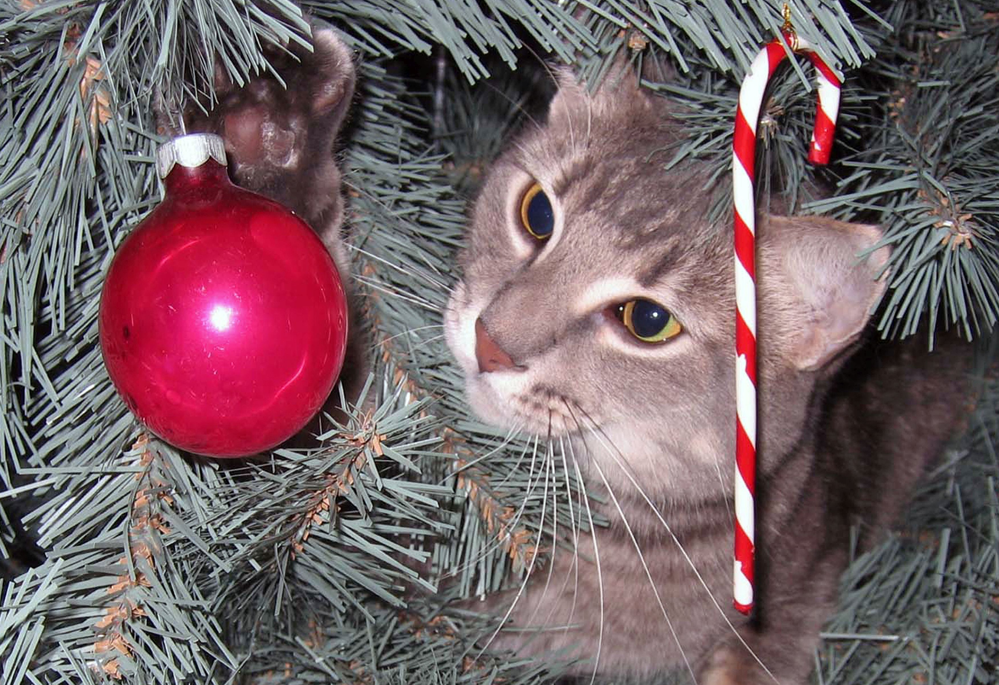 Cicabiztos karácsonyfát szeretnénk? Ezekre figyeljünk! 1